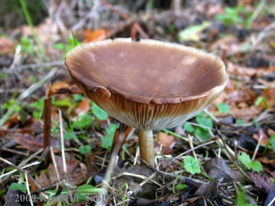 Melanoleuca sp (probably brevipes) - Kenneth Noble